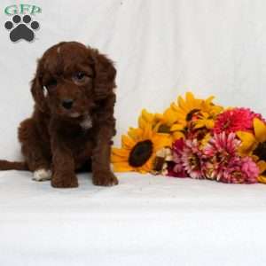 Holly, Mini Goldendoodle Puppy